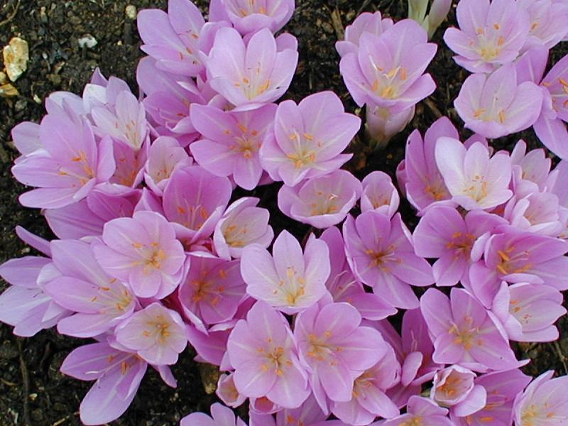 Cambridge, England: Botanic Garden: Colchicum byzantinum