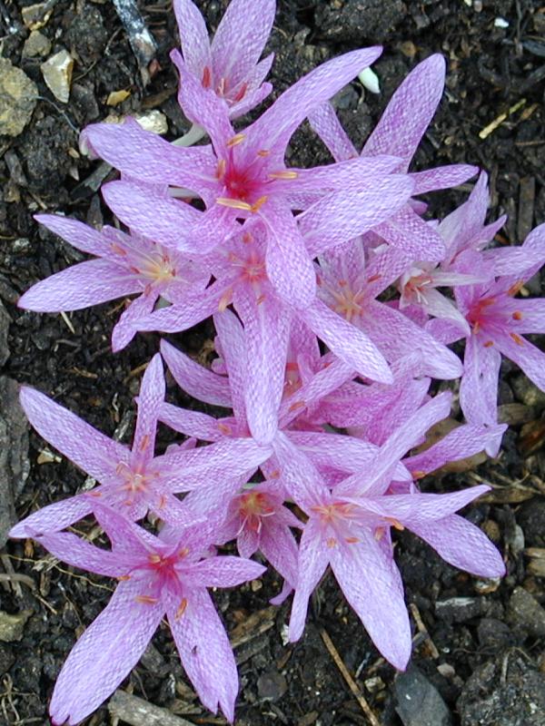 Cambridge, England: Botanic Garden: Colchicum agrippinum