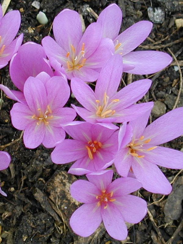 Cambridge, England: Botanic Garden: Colchicum sp.