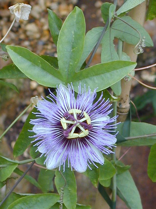 Cambridge, England: Botanic Garden: Passion Flower (Passiflora Shirley)