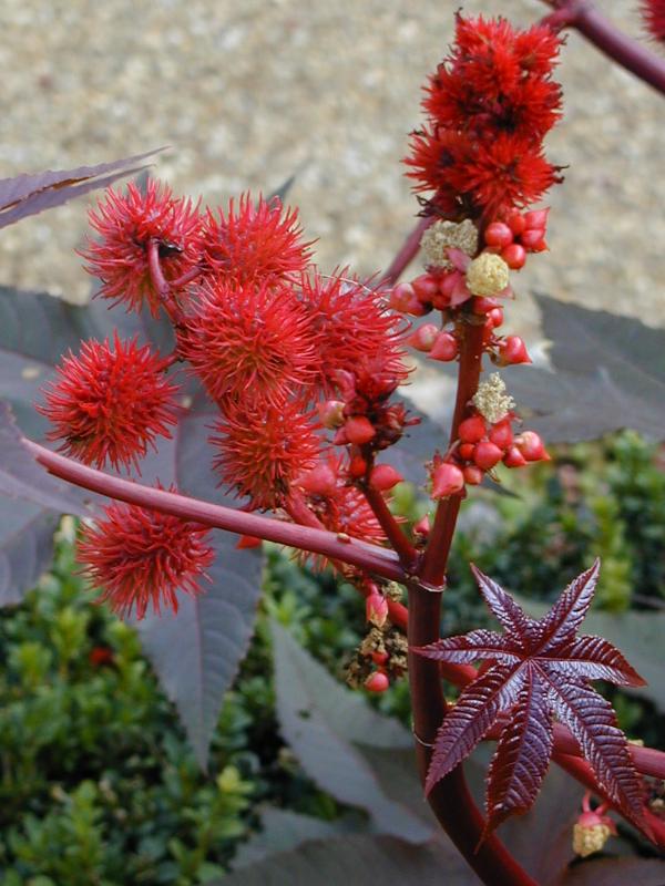Cambridge, England: Botanic Garden: Castor Oil (or Bean) Plant (Ricinus communis 'Carmencita')
