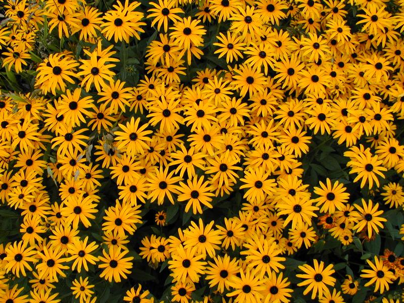 Cambridge, England: Botanic Garden: Rudbeckia fulgida (or speciosa or newmanii)