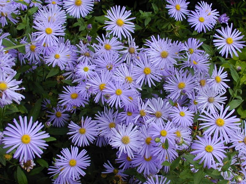 Cambridge, England: Botanic Garden: Aster x frikartii