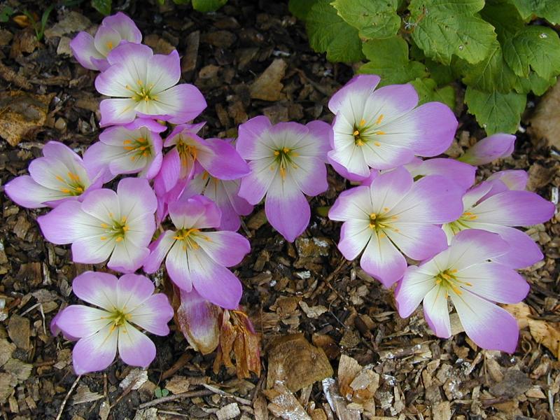 Cambridge, England: Botanic Garden: Giant Meadow Saffron (Colchicum speciosum)