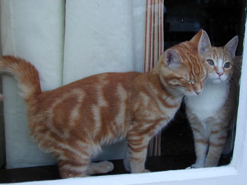 Cambridge, England: Garden Walk: Tigger and Nancy (the cats) on window sill