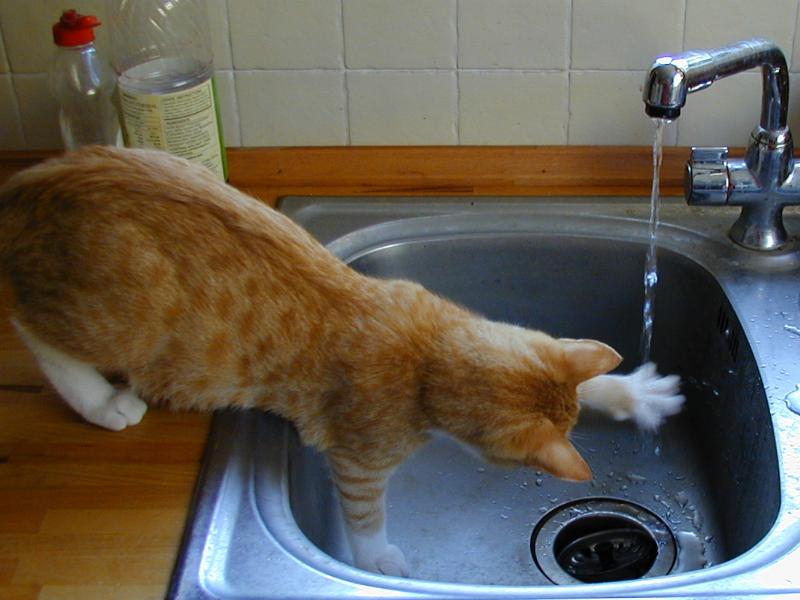 Cambridge, England: Garden Walk: Nancy (the cat) playing with water