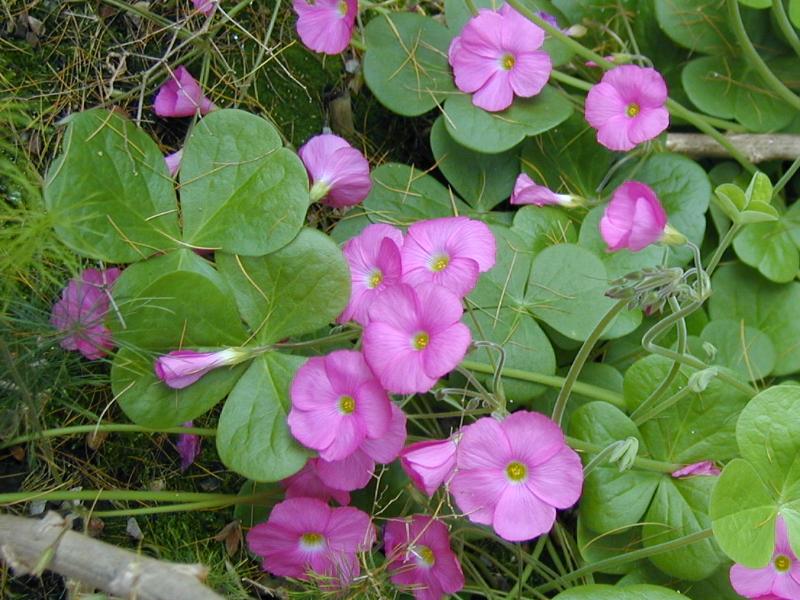 Cambridge, England: Botanic Garden: Sorrel (Oxalis bowiel)