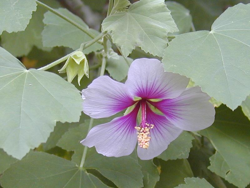 Cambridge, England: Botanic Garden: Lavatera bicolor