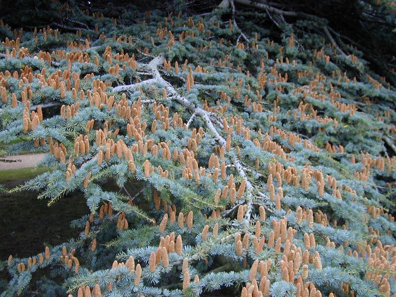 Cambridge, England: Botanic Garden: Atlas Cedar (Cedrus atlantica) male flowers
