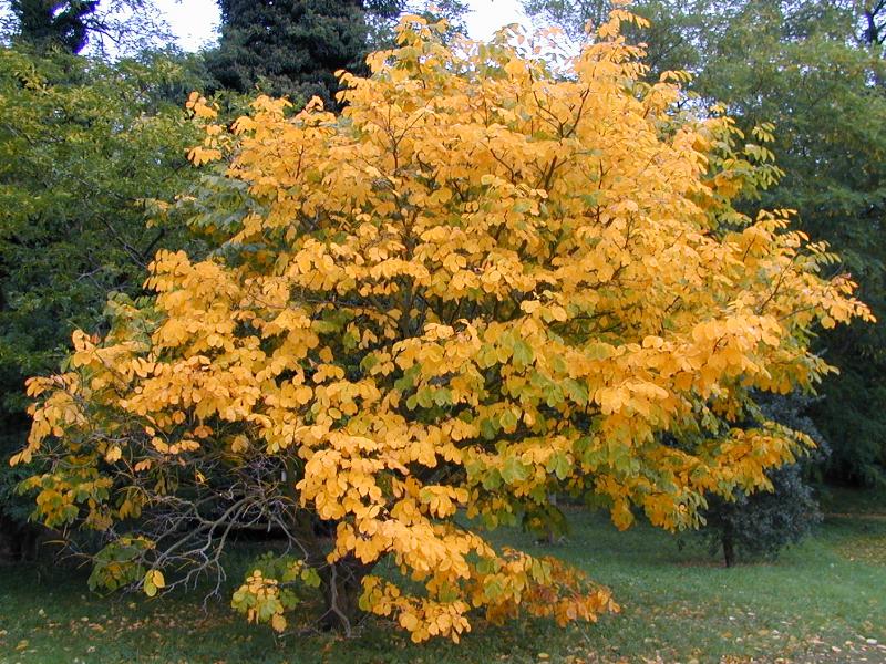 Cambridge, England: Botanic Garden: Yellow Ash (Yellowwood) (Cladrastis lutea, kentukea) autumn foliage