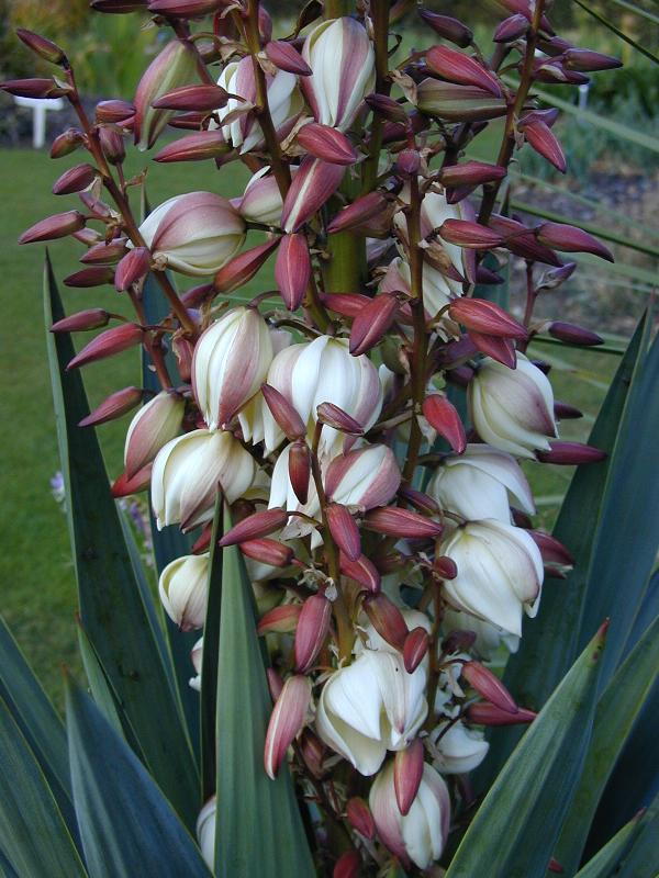 Cambridge, England: Botanic Garden: Palm Lily (Yucca gloriosa)