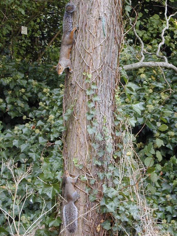 Cambridge, England: Botanic Garden: two squirrels facing off