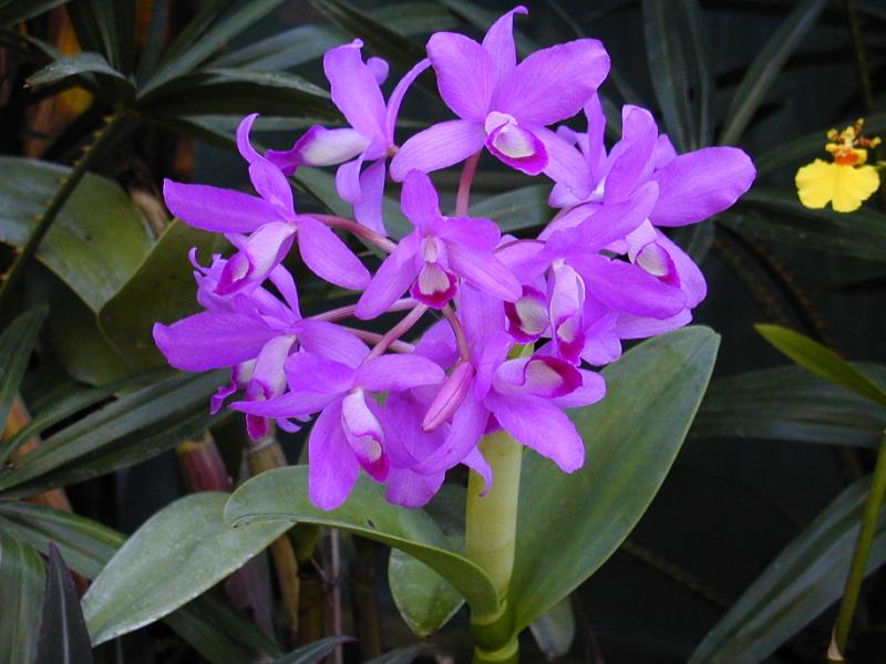 Cambridge, England: Botanic Garden: Orchid (Cattleya bowringiana)