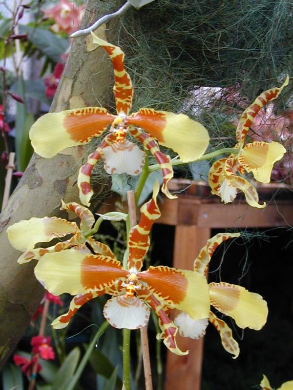 Cambridge, England: Botanic Garden: Orchid (Rossioglossum Rawdon Jester)