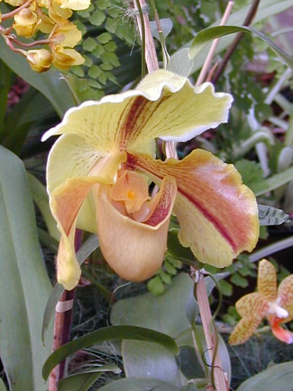 Cambridge, England: Botanic Garden: Orchid (Paphiopedilum)