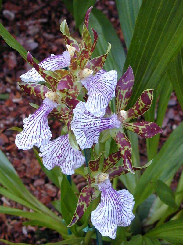 Cambridge, England: Botanic Garden: Orchid (Zygopetalum John Banks x crinitum)