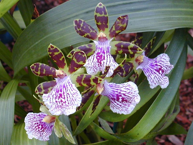 Cambridge, England: Botanic Garden: Orchid (Zygopetalum Granite Island)