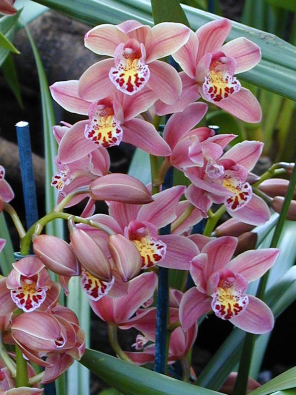 Cambridge, England: Botanic Garden: Orchid (Cymbidium Strathdon 'Lewes')