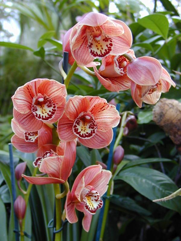 Cambridge, England: Botanic Garden: Orchid (Cymbidium Devon Lord 'Viceroy')