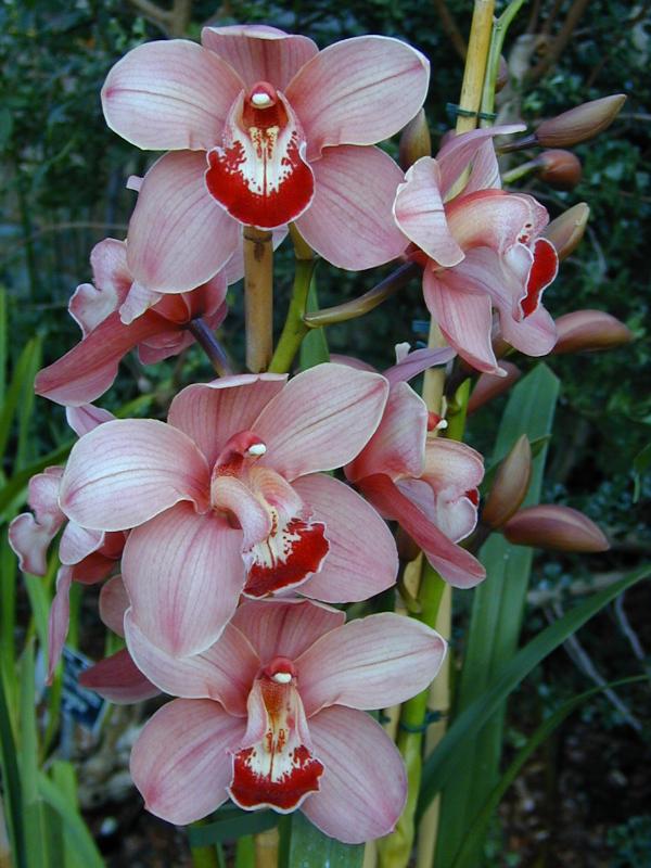 Cambridge, England: Botanic Garden: Orchid (Cymbidium)