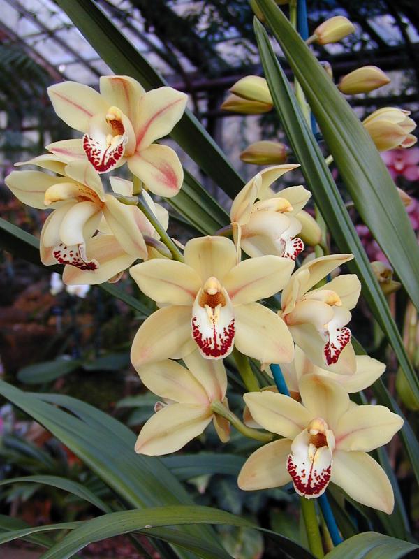 Cambridge, England: Botanic Garden: Orchid (Cymbidium Kintyre Gold 'Lewes')