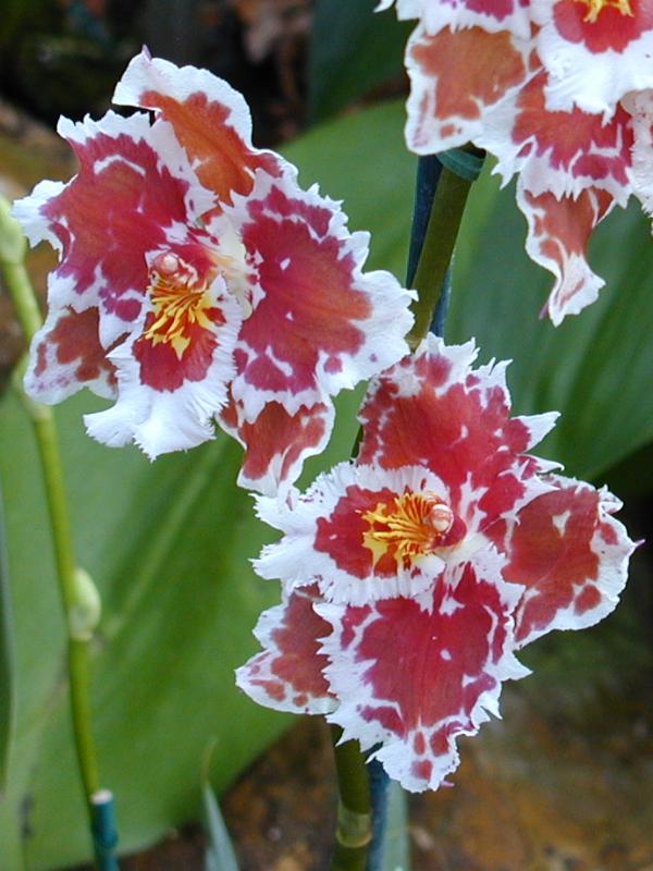 Cambridge, England: Botanic Garden: Orchid (Odontoglossum Pumistor x Connero)