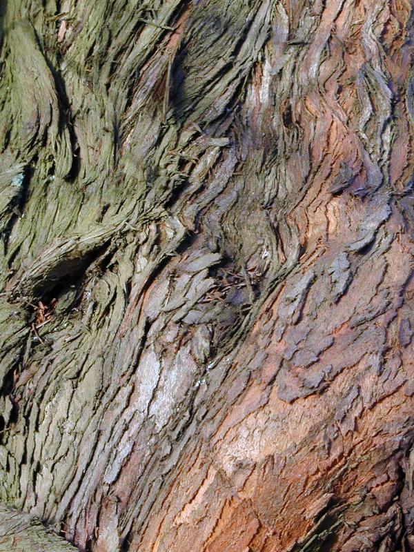 Cambridge, England: Botanic Garden: Dawn Redwood (Metasequoia glpytostroboides) bark