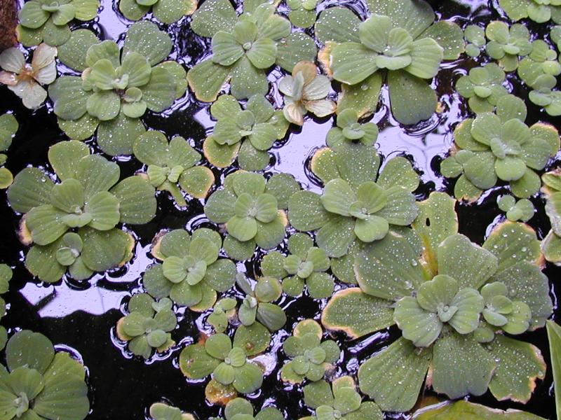 Cambridge, England: Botanic Garden: Water Lettuce (Pistia Stratiotes)
