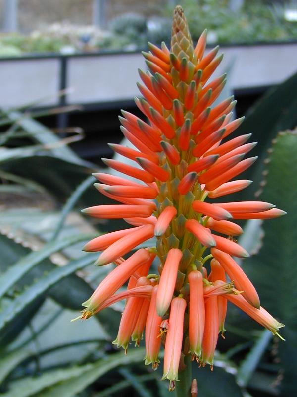 Cambridge, England: Botanic Garden: Aloe flower