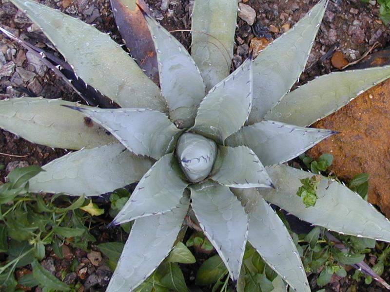 Cambridge, England: Botanic Garden: Agave parryi Engelm.