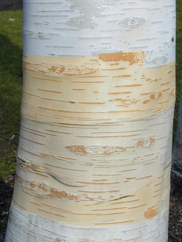 Cambridge, England: Botanic Garden: Himalayan Birch (Betula utilis var. jacquemontii) bark