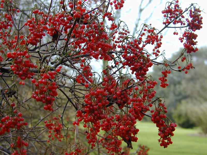 Cambridge, England: Botanic Garden: Viburnum lobophyllum berries