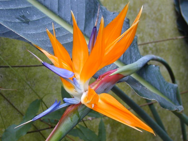 Cambridge, England: Botanic Garden: Bird of Paradise (Strelitzia reginae)