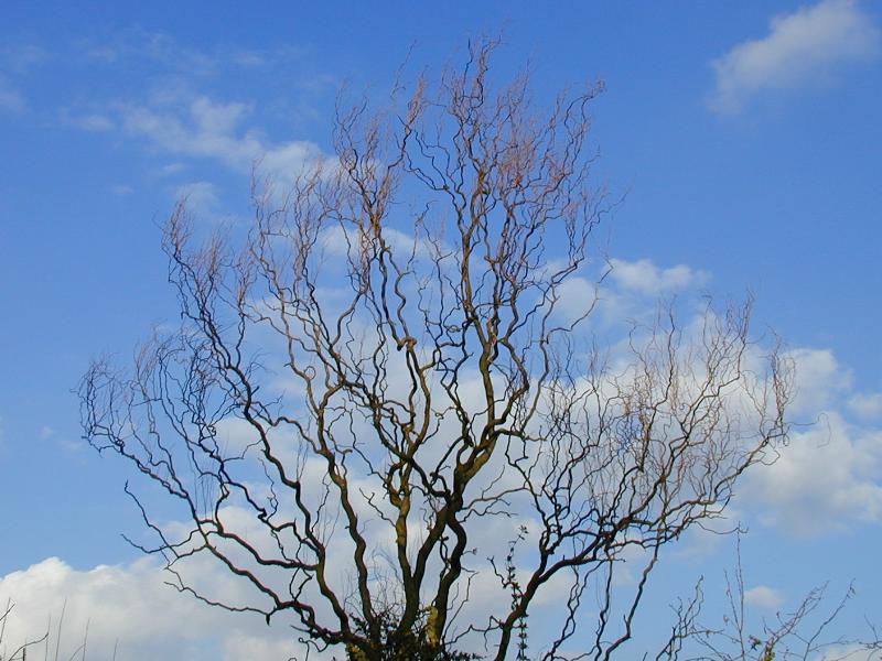 Cambridge, England: Roseford Road: Corkscrew (Contorted) Willow (Salix matsudana 'Tortuosa') in early spring