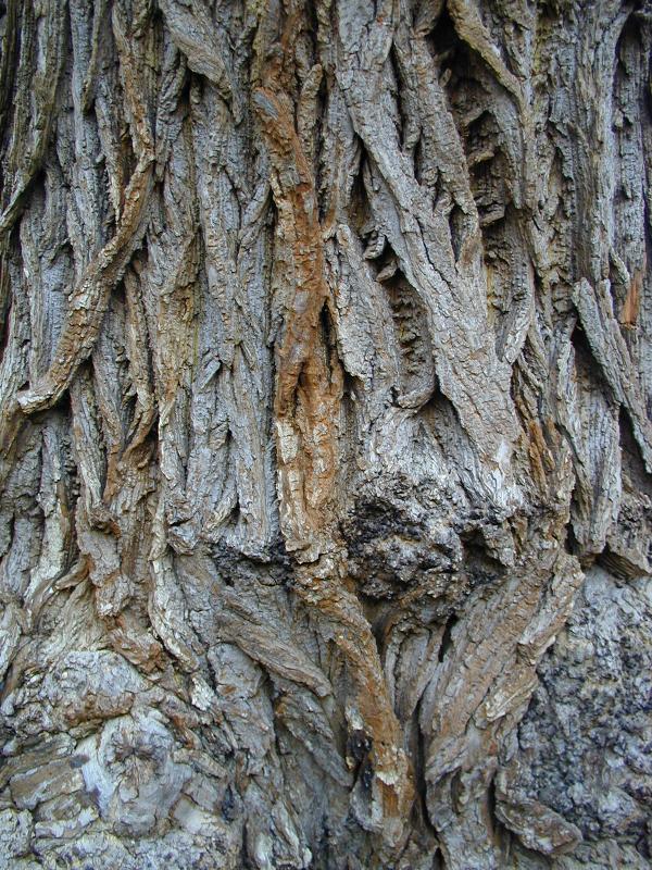 Cambridge, England: Botanic Garden: Caucasian Wing Nut tree (Pterocarya fraxinifolia) bark