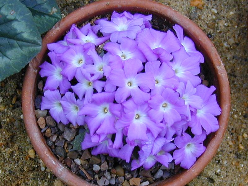 Cambridge, England: Botanic Garden: Primula allionii 'Fanfare'