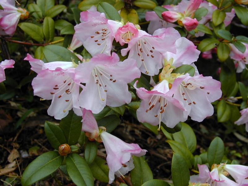 Cambridge, England: Botanic Garden: Rhododendron 'Cilpinense'