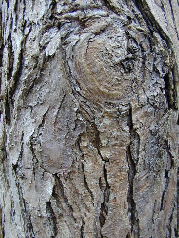 Cambridge, England: Botanic Garden: Katsura Tree (Cercidiphyllum japonicum) bark