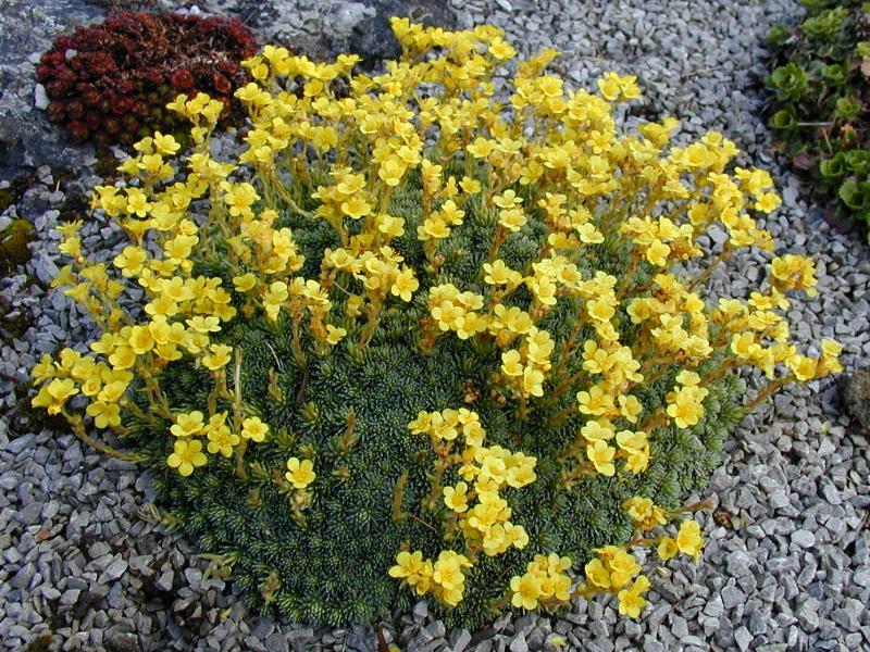 Cambridge, England: Botanic Garden: Lifelong Saxifrage (Saxifraga paniculata)