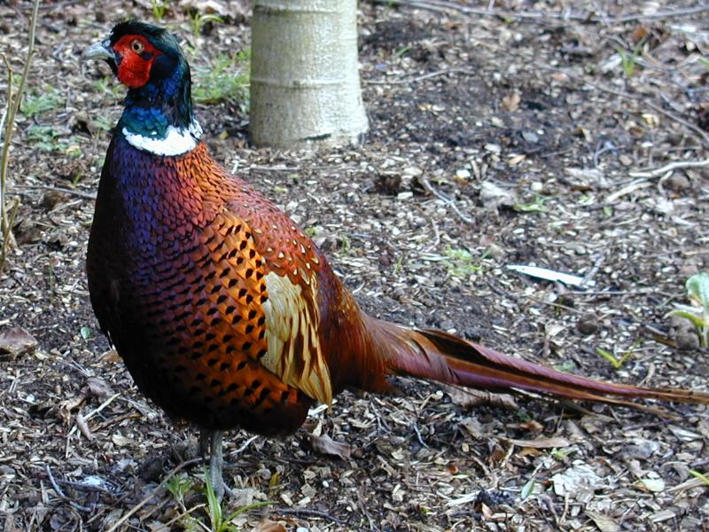 Cambridge, England: Botanic Garden: pheasant