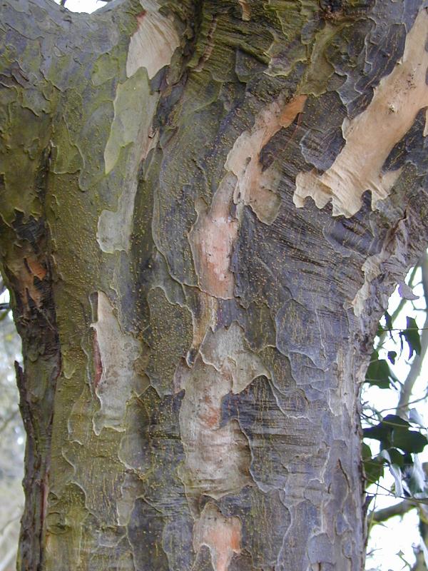 Cambridge, England: Botanic Garden: Persian Ironwood (Parrotia persica) bark
