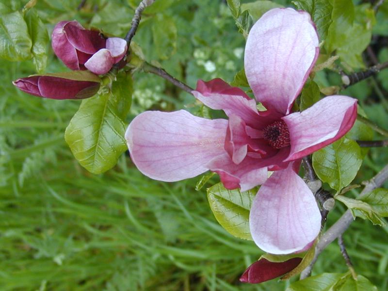 Cambridge, England: Botanic Garden: Lily Magnolia (Magnolia liliflora) flower
