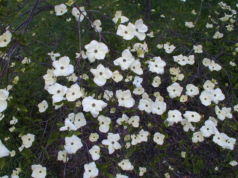Cambridge, England: Botanic Garden: Dogwood (Cornus 'Eddie's White Wonder')