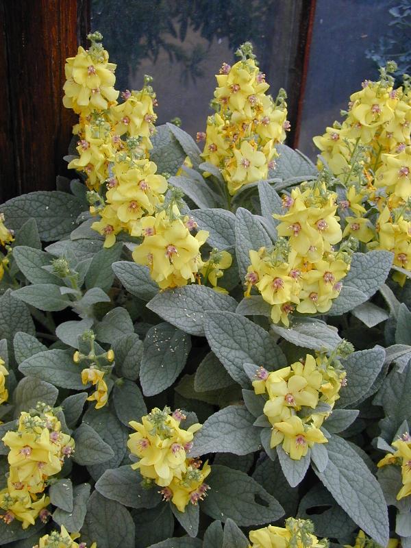 Cambridge, England: Botanic Garden: Mullein (Verbascum dumulosum)