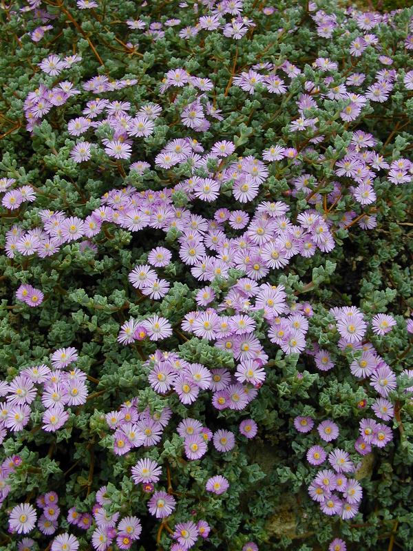 Cambridge, England: Botanic Garden: Oscularia deltoides