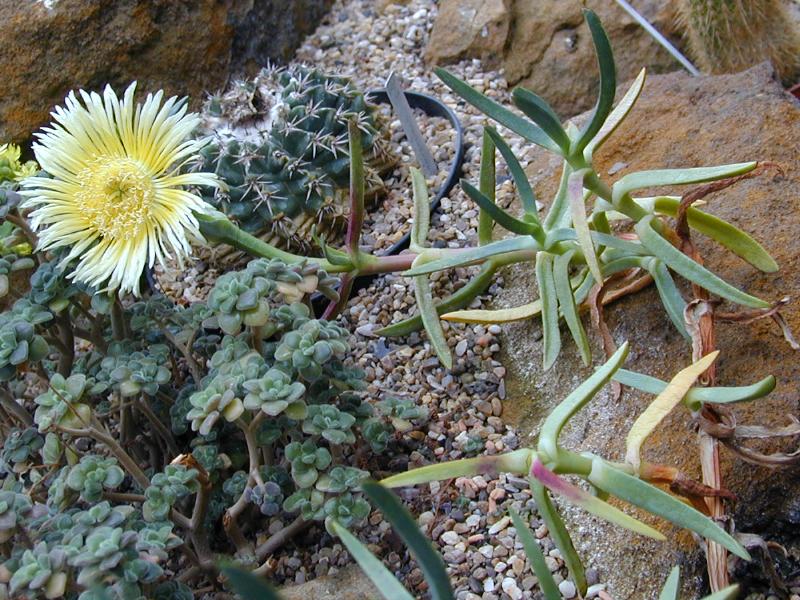 Cambridge, England: Botanic Garden: Hottentot Fig (Carpobrotus edulis)