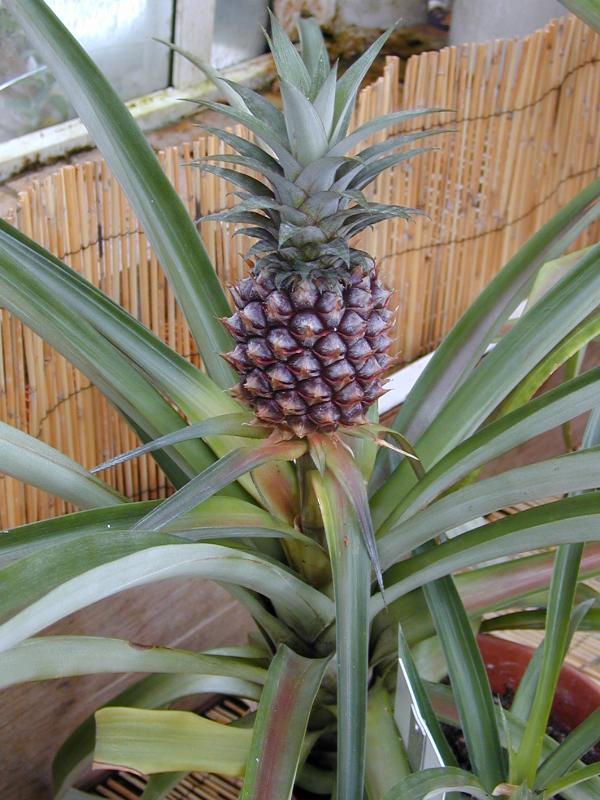 Cambridge, England: Botanic Garden: Pineapple (Ananas comosus, Ananas sativus)