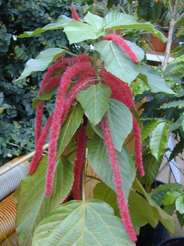 Cambridge, England: Botanic Garden: Red-hot Catstail (Acalypha hispida)