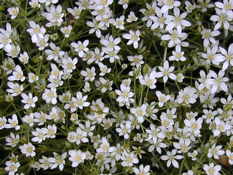 Cambridge, England: Botanic Garden: Ornithogalum montanum