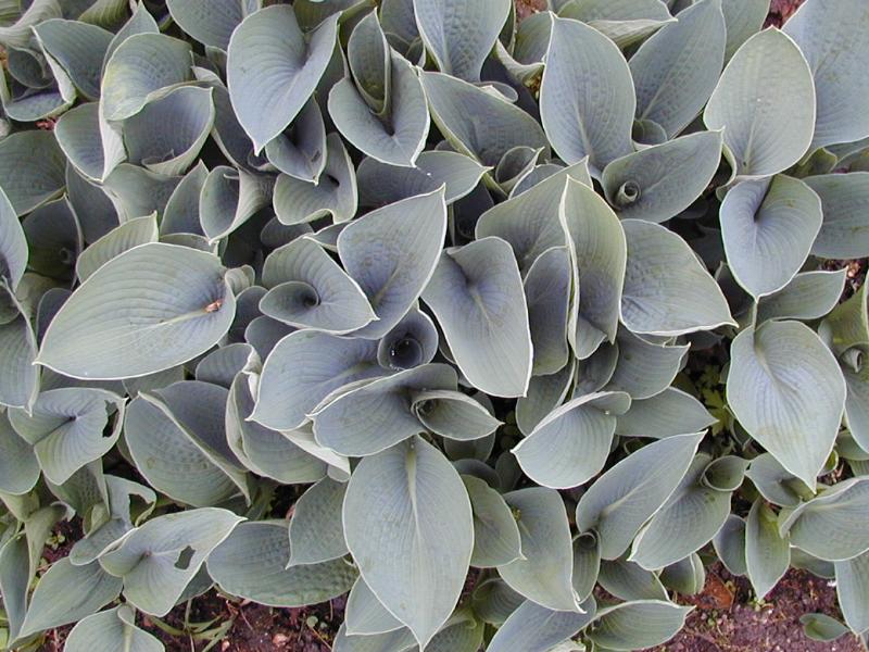 Cambridge, England: Botanic Garden: Hosta 'Royal Standard'